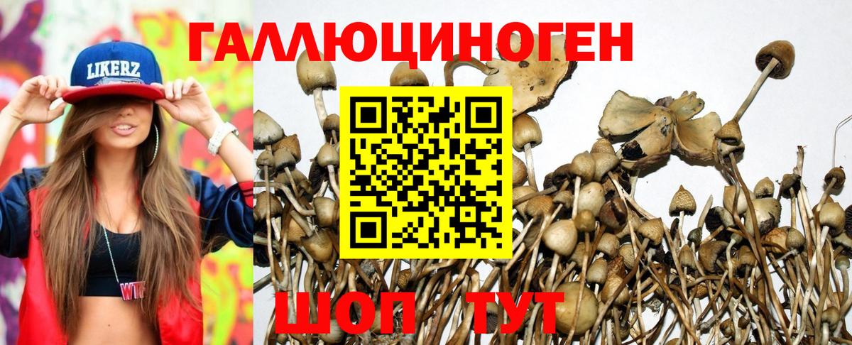 Псилоцибиновые грибы Psilocybine cubensis Александров